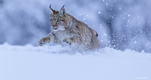 Rys ostrovid  (Lynx lynx)  A42I5694ok1