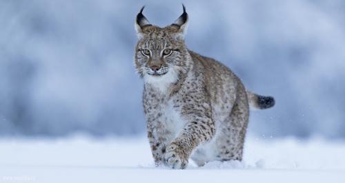 Rys ostrovid  (Lynx lynx)  A42I5719ok1