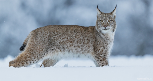 Rys ostrovid  (Lynx lynx)  A42I5832ok1