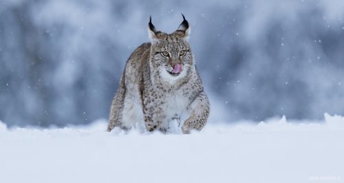 Rys ostrovid  (Lynx lynx)  A42I5913ok1