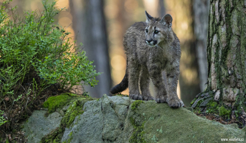 Puma americká  (Puma concolor)  A42I5946ok