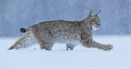 Rys ostrovid  (Lynx lynx)  A42I5971ok1