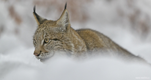 Rys ostrovid  (Lynx lynx)  A42I6205ok