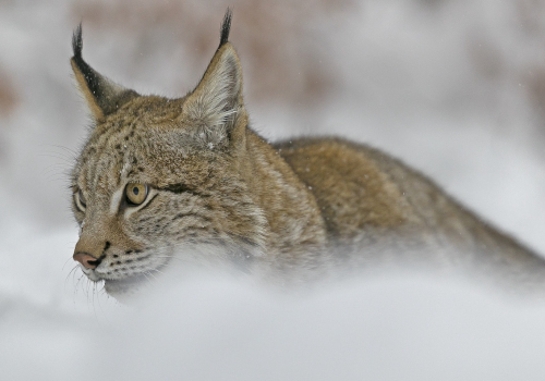 Rys ostrovid  (Lynx lynx)  A42I6205ok