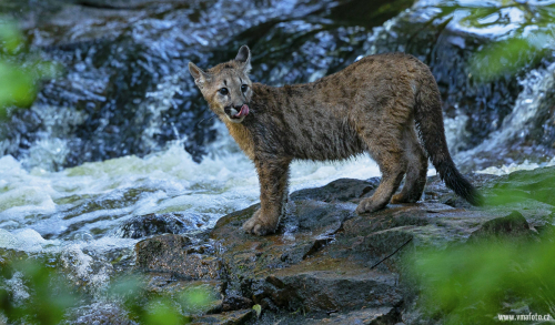 Puma americká  (Puma concolor)  A42I6214ok