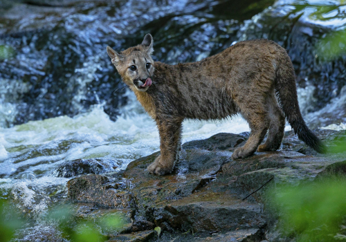 Puma americká  (Puma concolor)  A42I6214ok