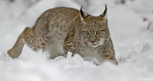 Rys ostrovid  (Lynx lynx)  A42I6296ok