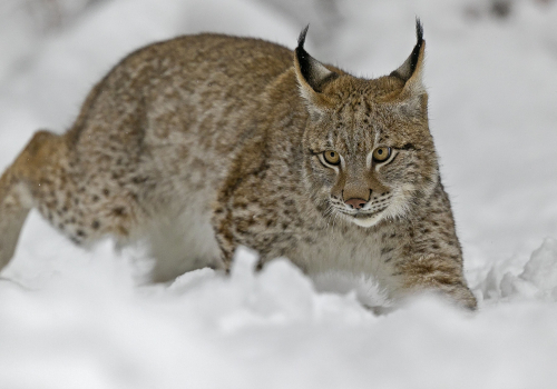 Rys ostrovid  (Lynx lynx)  A42I6296ok