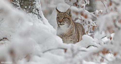 Rys ostrovid  (Lynx lynx)  A42I6342ok