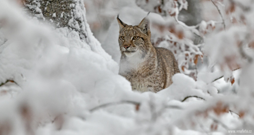 Rys ostrovid  (Lynx lynx)  A42I6342ok