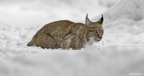 Rys ostrovid  (Lynx lynx)  A42I6467ok