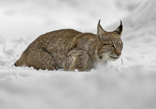 Rys ostrovid  (Lynx lynx)  A42I6467ok