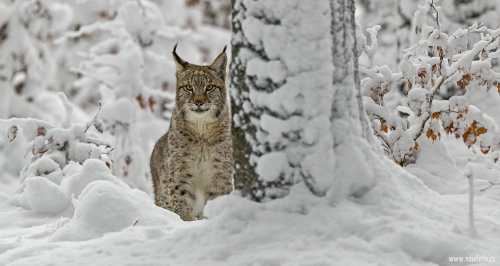 Rys ostrovid  (Lynx lynx)  A42I6507ok