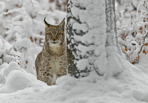 Rys ostrovid  (Lynx lynx)  A42I6507ok