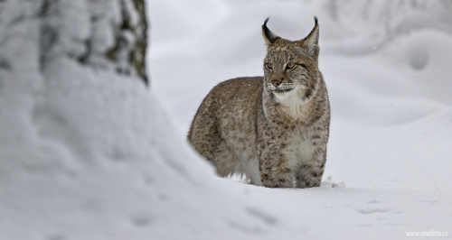 Rys ostrovid  (Lynx lynx)  A42I6697ok
