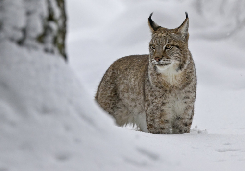 Rys ostrovid  (Lynx lynx)  A42I6697ok