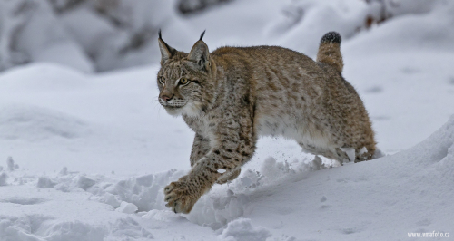 Rys ostrovid  (Lynx lynx)  A42I6773ok