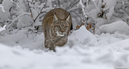 Rys ostrovid  (Lynx lynx)  A42I6953ok