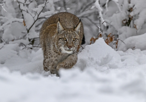 Rys ostrovid  (Lynx lynx)  A42I6953ok