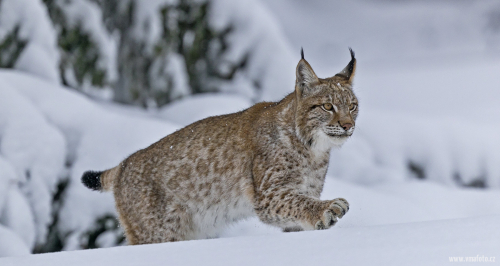 Rys ostrovid  (Lynx lynx)  A42I7048ok