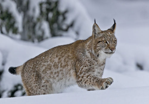 Rys ostrovid  (Lynx lynx)  A42I7048ok