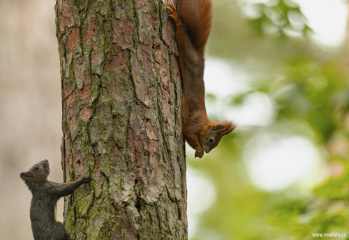 Veverka obecná  (Sciurus vulgaris)  A42I7257ok