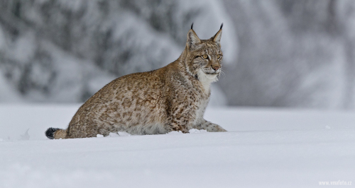 Rys ostrovid  (Lynx lynx)  A42I7262ok