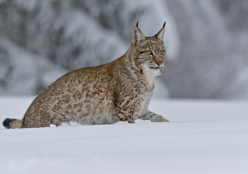 Rys ostrovid  (Lynx lynx)  A42I7262ok