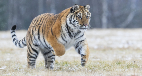 Tygr ussurijský  (Panthera tigris)  A42I7294ok