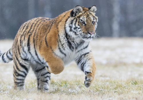 Tygr ussurijský  (Panthera tigris)  A42I7294ok