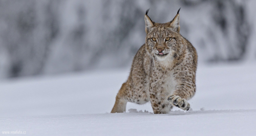 Rys ostrovid  (Lynx lynx)  A42I7341ok