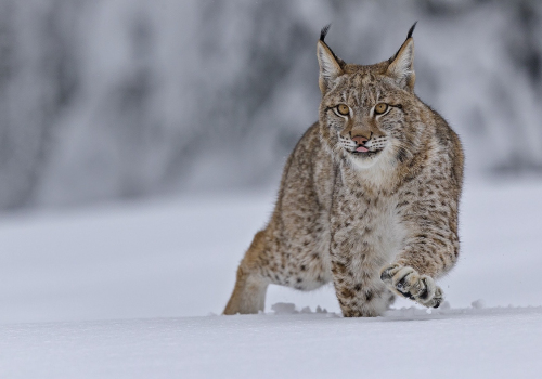 Rys ostrovid  (Lynx lynx)  A42I7341ok