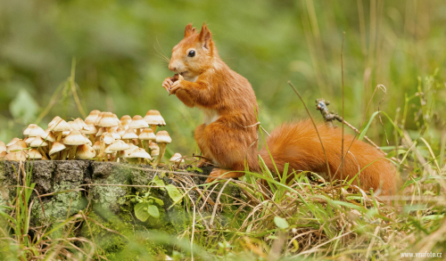 Veverka obecná  (Sciurus vulgaris)  A42I7406ok