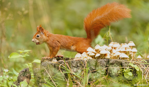 Veverka obecná  (Sciurus vulgaris)  A42I7480ok