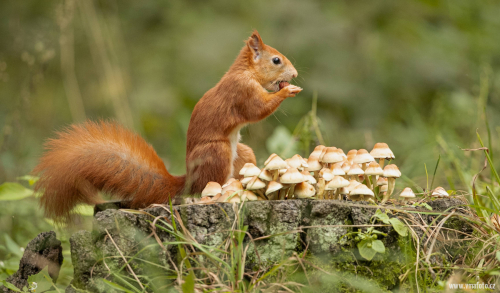 Veverka obecná  (Sciurus vulgaris)  A42I7518ok