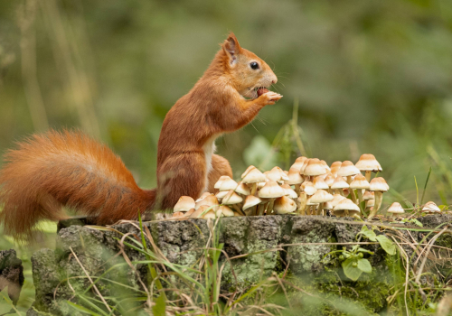 Veverka obecná  (Sciurus vulgaris)  A42I7518ok
