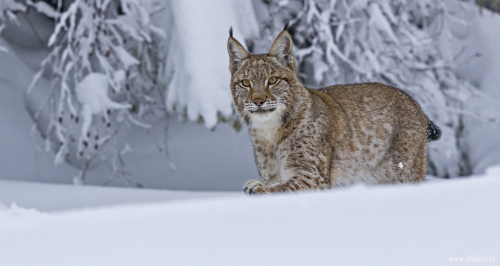 Rys ostrovid  (Lynx lynx)  A42I7645ok
