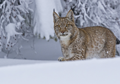 Rys ostrovid  (Lynx lynx)  A42I7645ok