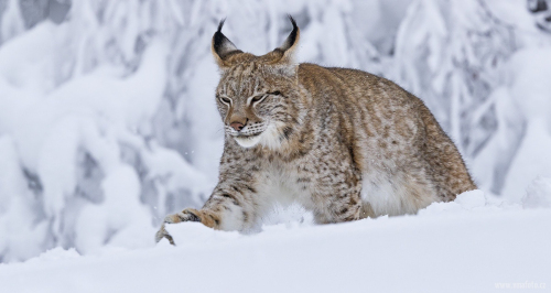 Rys ostrovid  (Lynx lynx)  A42I7681ok