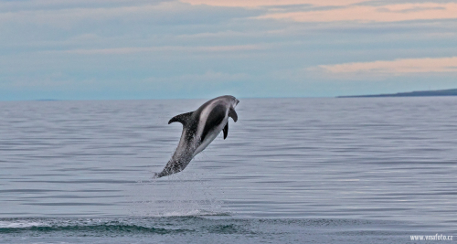 Delfín skákavý  (Tursiops truncatus)  A42I7725ok