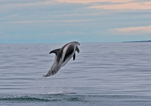 Delfín skákavý  (Tursiops truncatus)  A42I7725ok