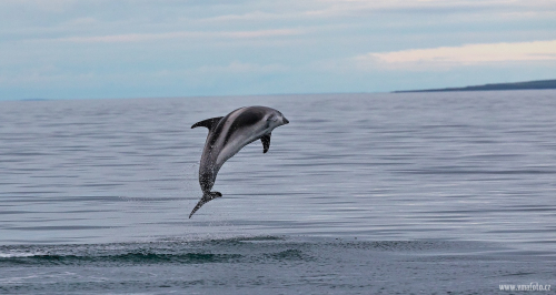 Delfín skákavý  (Tursiops truncatus)  A42I7727ok