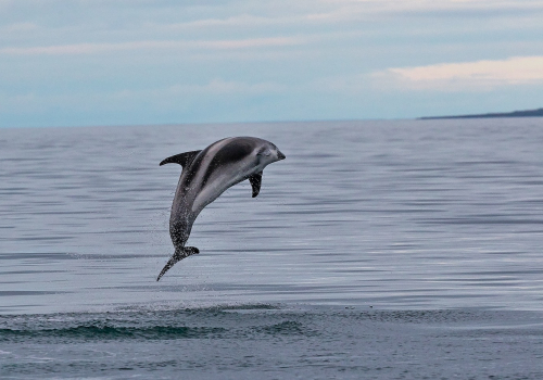 Delfín skákavý  (Tursiops truncatus)  A42I7727ok