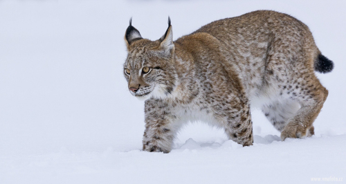 Rys ostrovid  (Lynx lynx)  A42I8078ok