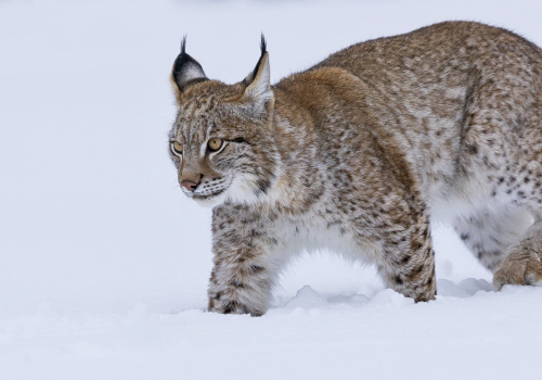 Rys ostrovid  (Lynx lynx)  A42I8078ok