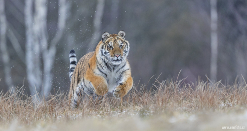 Tygr ussurijský  (Panthera tigris)  A42I8236ok