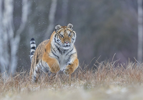 Tygr ussurijský  (Panthera tigris)  A42I8236ok