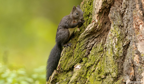Veverka obecná  (Sciurus vulgaris)  A42I8335ok