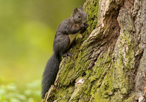 Veverka obecná  (Sciurus vulgaris)  A42I8335ok