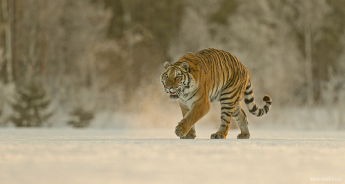 Tygr ussurijský  (Panthera tigris)  A42I8359ok